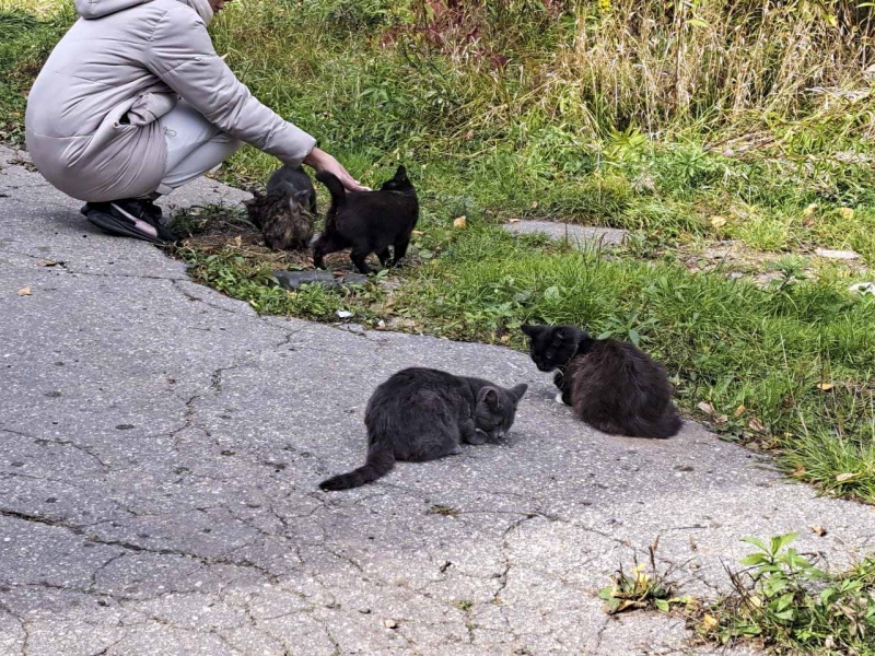 Коты