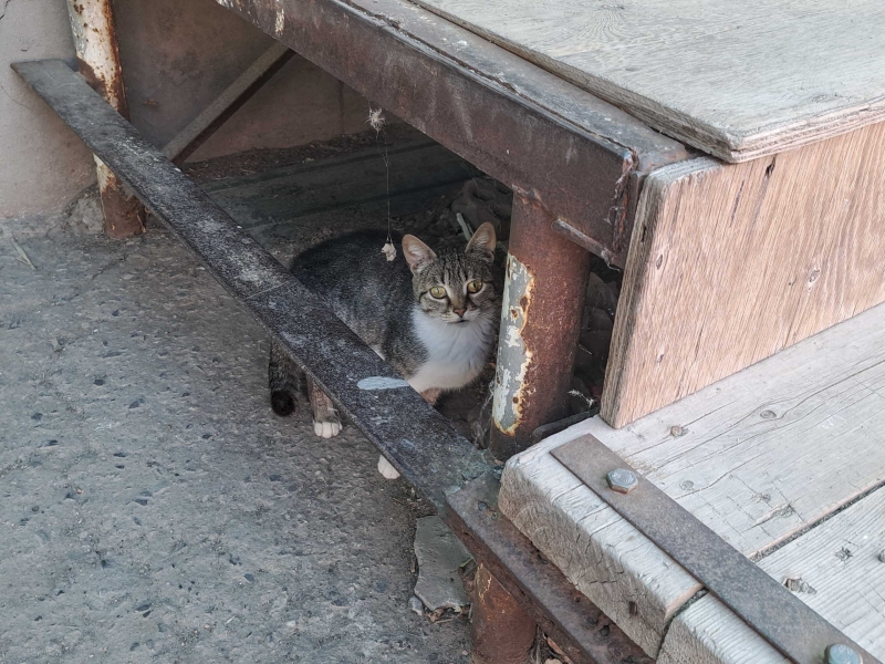 Кошка