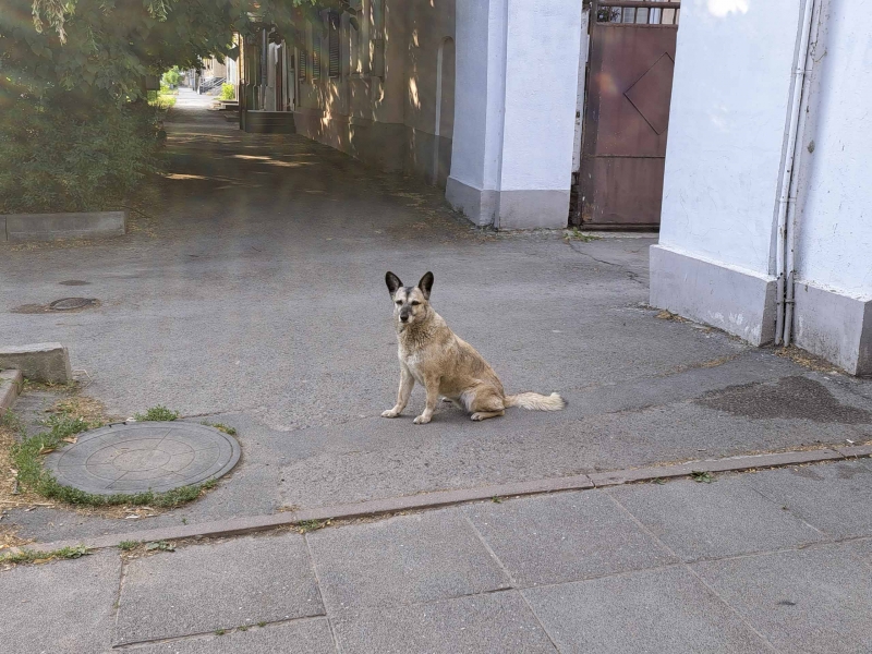 Собака