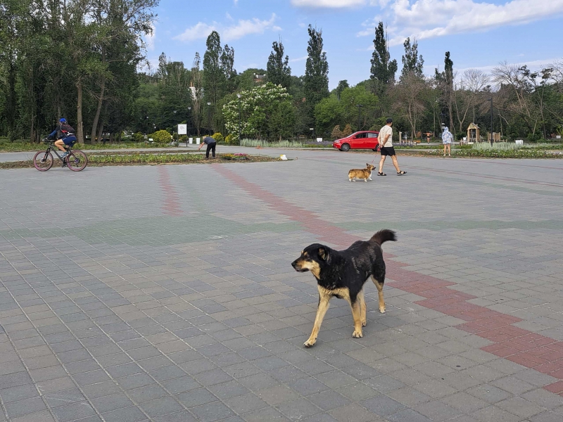 Собака