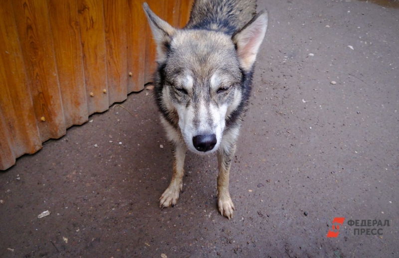 Животное