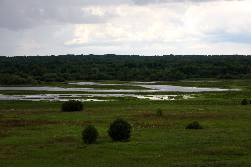 лес
