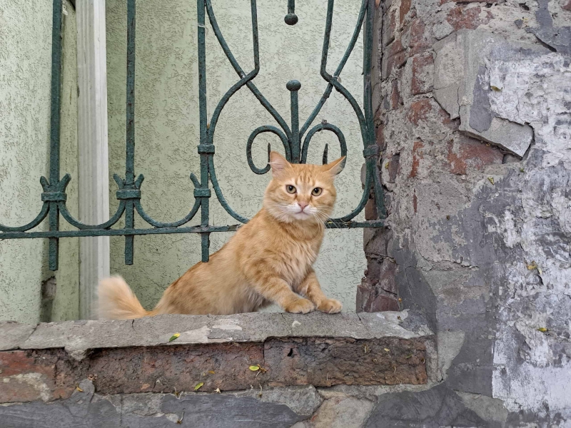 Кот