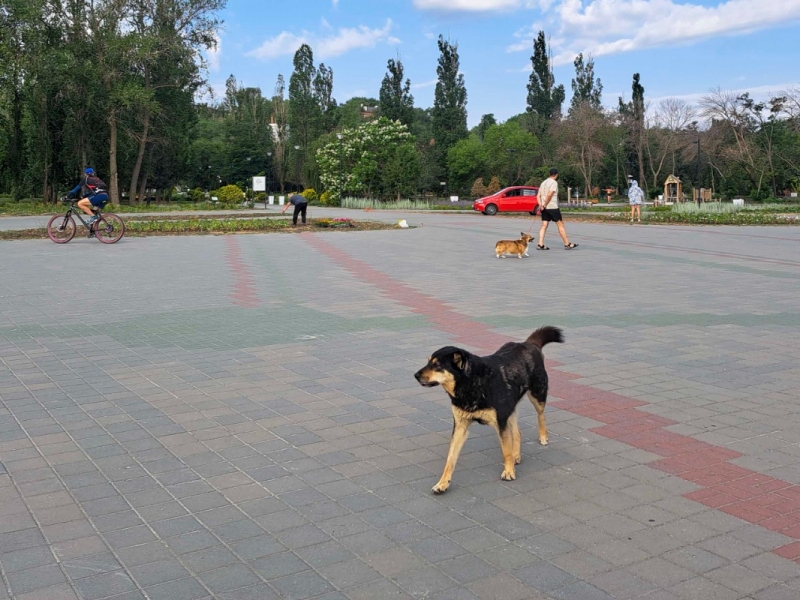 Собаки