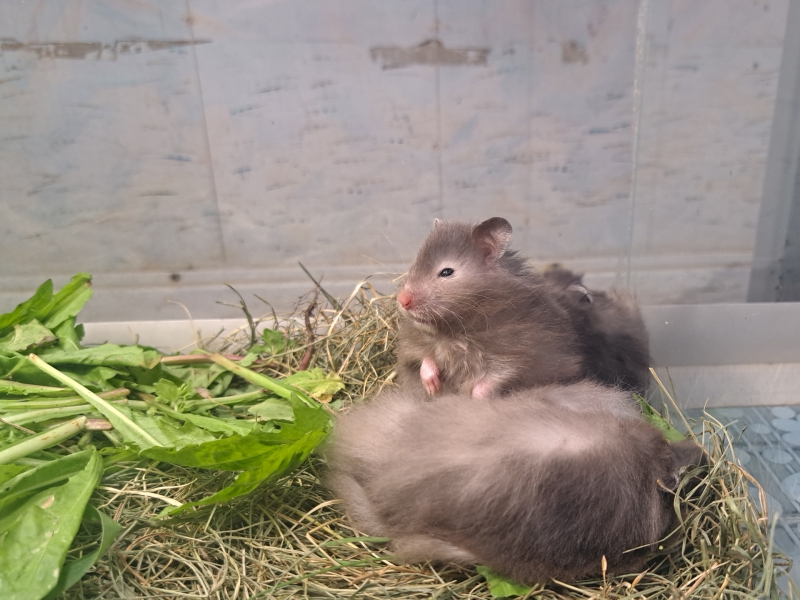 Хомяк