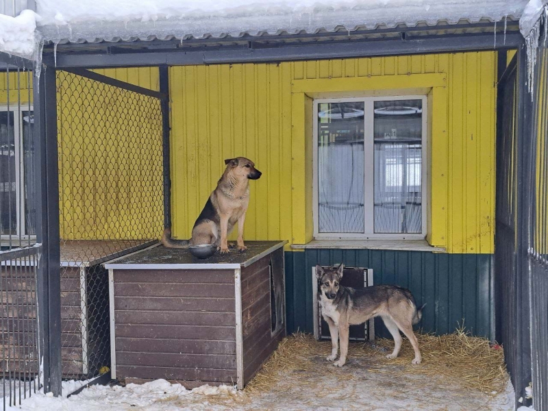 Собаки