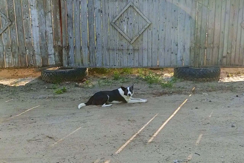 Собака